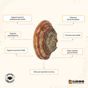 Poudre de champignon LiGNO SH02 Sang Huang Malaisie Soutien de l'immunité vitalité certifiée GMP OEM ODM Prêt Complément alimentaire fonctionnel - Product Image 5
