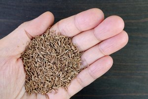 Semillas de Comino Enteras Indias de Alta Calidad (Jeera), 100% Naturales, Sin OMG, Sin Colorantes Artificiales, Calidad de Exportación, Baja Humedad 24 - Product Image 5