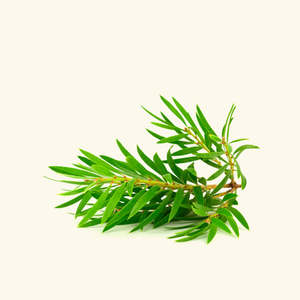 Huile Essentielle d'Arbre à Thé 100% Pure et Biologique de Qualité Alimentaire, Hydratante, Raffermissante et Nourrissante pour la Peau, Derivée des Graines - Product Image 2