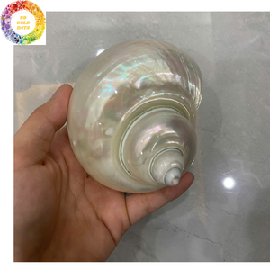 Carcasa Turbo pulida para portavelas y decoración costera al por mayor de Vietnam Tamaño de carcasa 8-10cm para hacer copa de concha marina - Product Image 3