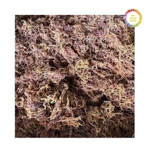 Mousse d'Irlande séchée Produit en gros Convient à la vente au détail et à la revente - Product Image 5