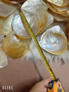 Conchas de Nácar Natural de 60-80 mm, Cuentas de Concha Dorada, Conchas de Abulón Crudas, para Manualidades, Joyería, Mosaico, Accesorios de Conchas Marinas - Product Image 3