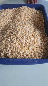 Maíz blanco natural secado al sol a precio mayorista sin OGM a la venta - Product Image 3