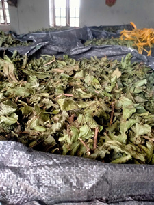 Poudre de feuilles de Celastrus hindsii séchées à vendre, poudre de feuilles de Celastrus hindsii noires séchées, boîte de 300 grammes, Vietnam - Product Image 5