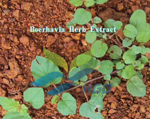 Suministro Directo de Fábrica de HGO de Extracto de Hierba de Boerhavia Pura y Natural, Especificación de Grado Alimenticio, Extracto en Proporción 5:1 10:1 20:1 - Product Image 2