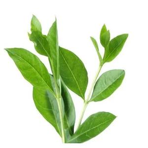 CO2 Extracted Henna <b>Plant</b>-Based Extract Product - Product Image 1