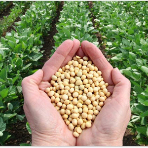 Vente en gros de soja jaune biologique de haute qualité sans OGM soja délicieux vente par fournisseur en gros - Product Image 2