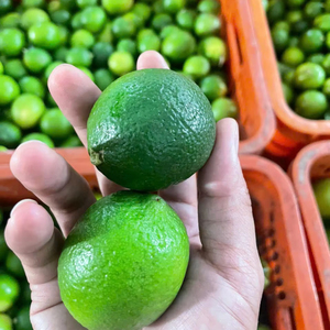 Lima fresca sin semillas de alta calidad para exportación | Lima verde sin semillas de Vietnam, envío global - Product Image 1