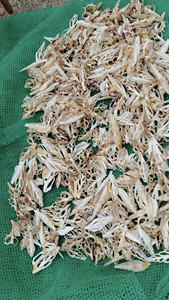 Tranches de coquillages en spirale naturelle du Vietnam pour l'artisanat, mariage et décor d'aquarium - Product Image 5