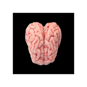 Premium quality frozen <b>pork</b> brains suitable for specialized cuisine and cooking - Product Image 2