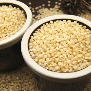 Semillas de alimentación para pájaros de origen ucraniano Premium al por mayor, superventas, modelo de certificado de sorgo de color blanco máximo para cultivo - Product Image 3