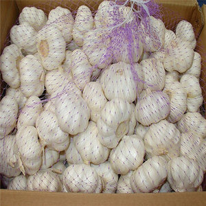 Ajo Fresco Natural de Primera Calidad Disponible en Grandes Cantidades / Ajo de Nueva Cosecha con Certificaciones ISO 22000/HACCP/GLOBAL GAP al por Mayor - Product Image 3