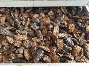 Fruta Noni seca de Morinda Citrifolia de primera calidad a la venta-Rodajas de hierbas al por mayor de Vietnam, fruta Noni seca de calidad Natural para exportación - Product Image 5