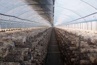 Serre commerciale de culture de champignons en Asie du Sud-Est 10x30m PE Grande |   Système de contrôle de l'humidité + système de ventilation