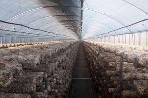 Invernadero para Cultivo de Hongos en el Sudeste Asiático, Invernadero Comercial para Cultivo de Hongos de 10x30m |   Sistema de Control de Humedad + Ventilación - Product Image 5