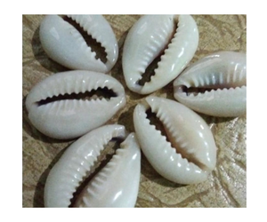 ลูกปัดเปลือกหอยวัวธรรมชาติขนาด18-24มม. สำหรับตกแต่งตู้ปลาและทำเครื่องประดับด้วยตัวเอง - Product Image 1