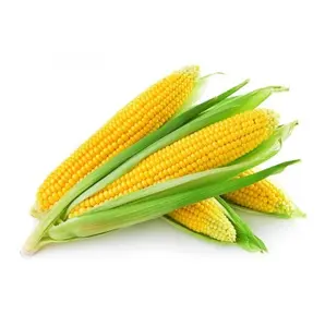 Vietnamca sarı mısır en iyi fiyat toptan-hayvan yemi için sarı mısır
