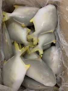 Pescado Pompano Congelado IQF al por Mayor, Origen Sudáfrica, 12 Meses de Duración, Empaque a Granel - Product Image 5