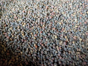 Pimienta Negra Cruda Seca Natural de Madagascar, Grado Premium, a Granel, VANILLE HARVEST 24, Especias y Hierbas Individuales - Product Image 3