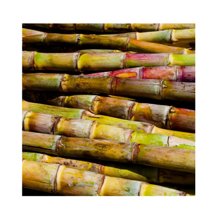 Caña de Azúcar Francesa Nutritiva, Rica en Sabor e Ingredientes Naturales, Empaque Personalizado, Producto Agrícola - Product Image 2