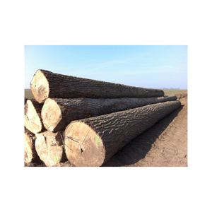 Fournisseur de grumes de peuplier de haute qualité avec des tailles personnalisables pour les acheteurs en vrac - Product Image 2