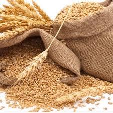 Cheap Wheat Grain Soft Milling Wheat From Ukraine for Bread and <b>Pasta</b> Making - Product Image 6