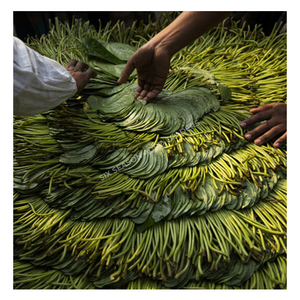 Hojas de Betel Frescas Premium, Hojas de Paan Verdes Naturales de Bangladesh, Exportación a Granel, Hojas de Betel de Calidad, Venta al por Mayor, MOQ Bajo, Proveedor Global - Product Image 2