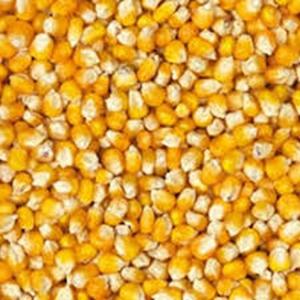 Proveedor Mayorista de Maíz Amarillo, Alimento para Animales, Cultivo Seco a Precio Económico - Product Image 4