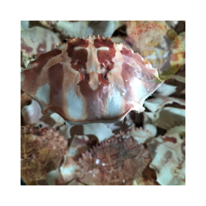 เปลือกปูเวียดนาม: คุณภาพสูงในราคาที่เป็นมิตรกับงบประมาณ - Product Image 6