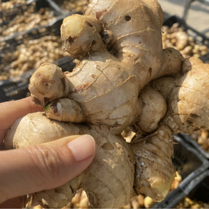 Jengibre fresco de alta calidad | Origen de Vietnam Saludable y delicioso - Product Image 2