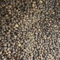 Papajazaad Voor Kruidenmengsels En Exportvoorraad