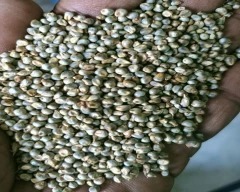 Farine de millet vert indien pour la nutrition animale à haute teneur en protéines RAUTIMPEX INTERNATIONAL RIGM - Product Image 5