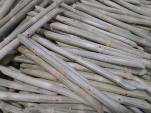 Disfrute del sabor de Vietnam: palitos de caña de azúcar congelados a precios inmejorables - Product Image 3