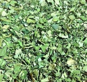 VIETNAM DRIED MORINGA LEAVES / ORGANICALLY CULTIVATED / READY TO USE FOR TEA BLENDS OR <b>TABLETS</b> - Product Image 3