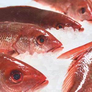 Filete de pescado de patudo congelado de alta calidad, estilos frescos y secos para consumo humano - Product Image 3