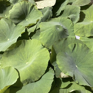 ใบบัวอบแห้งสำหรับชงชา: จากบัวสดคุณภาพสูงและราคาดี // อีแวน - Product Image 1