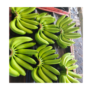 Plátano Cavendish fresco estándar de exportación embalado en cajas de cartón de 13kg listas para envío con etiqueta personalizada y entrega rápida - Product Image 4