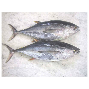 Atún amarillo congelado de alta calidad preparado para venta al por mayor a distribuidores y minoristas - Product Image 4