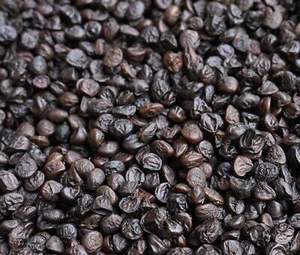 Unique Doi Seeds-Graines sauvages vietnamiennes pures et naturelles pour plats gastronomiques - Product Image 2