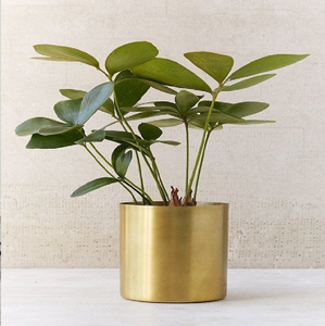 Người trồng kim loại vàng Kỳ Lạ (Bộ 2). Thêm sang trọng cho bất kỳ phòng. Có sẵn với giá bán buôn. - Product Image 3