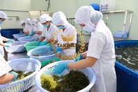 Algues de mer grillées de qualité supérieure (algues de mer séchées) 100 grammes Emballage OEM Prix bas Marque mondiale Takimex Binh Duong Vietnam