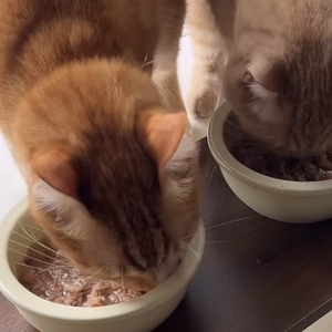 JJang * 3กระเป๋า70g ทูน่าสดแมวเปียกอาหารบรรจุภัณฑ์ขนาดเล็ก - Product Image 3