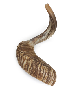 Artisanat naturel de Shofar de corne de bélier demi-poli exquis pour un style religieux - Product Image 2