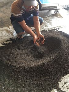 พริกไทยดำสมุนไพรเดียวสมุนไพรแห้งทั้งสมุนไพรสด - Product Image 6