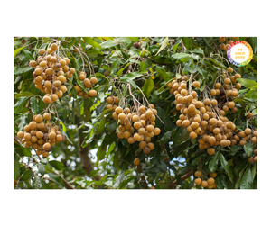 Fruits Longan frais cultivés au Vietnam riches en arôme naturel avec peau dorée et chair épaisse Type de culture commun Fruit Longan frais - Product Image 1