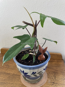 Pot de bouteille <span class=keywords><strong>d</strong></span>'eau en terre cuite à <span class=keywords><strong>arrosage</strong></span> automatique Pointes <span class=keywords><strong>d</strong></span>'<span class=keywords><strong>arrosage</strong></span> en terre cuite en argile - Product Image 4