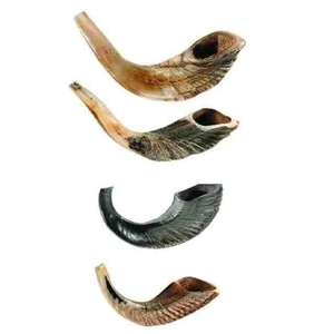 ขายส่งจำนวนมาก แตรเขาแกะ/เขาแพะธรรมชาติ ขัดเงา ขนาดใหญ่พิเศษ หายาก ราคาถูกในอินเดีย - Product Image 2