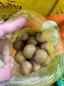 Suministro mayorista de fruta fresca Longan para exportación con sabor dulce y alta calidad de granjas de Vietnam - Product Image 6