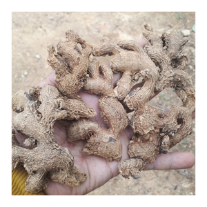Fournisseur de gingembre séché du Vietnam Tranche de gingembre séché naturel de qualité supérieure et approvisionnement en gros pour l'exportation de racines entières - Product Image 3