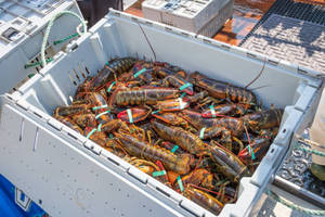 Premium Blue Squat Baby <b>Lobsters</b> LQF Process Whole 40cm for Export From Austria - Product Image 5